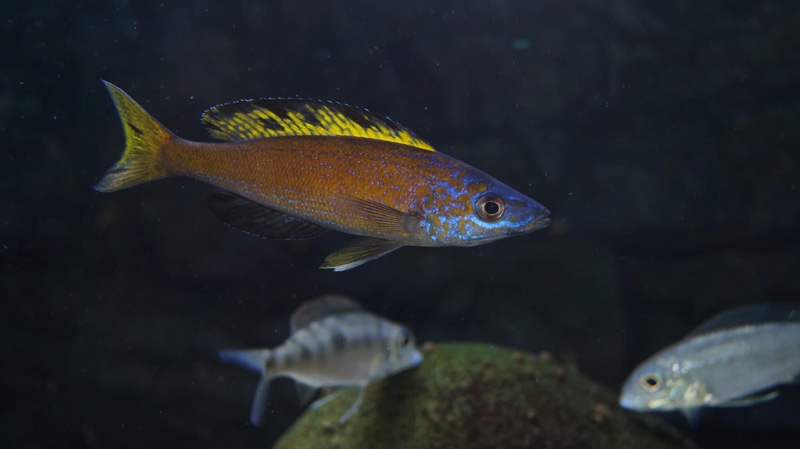 Cyprichromis microlepidotus 'Kiriza'